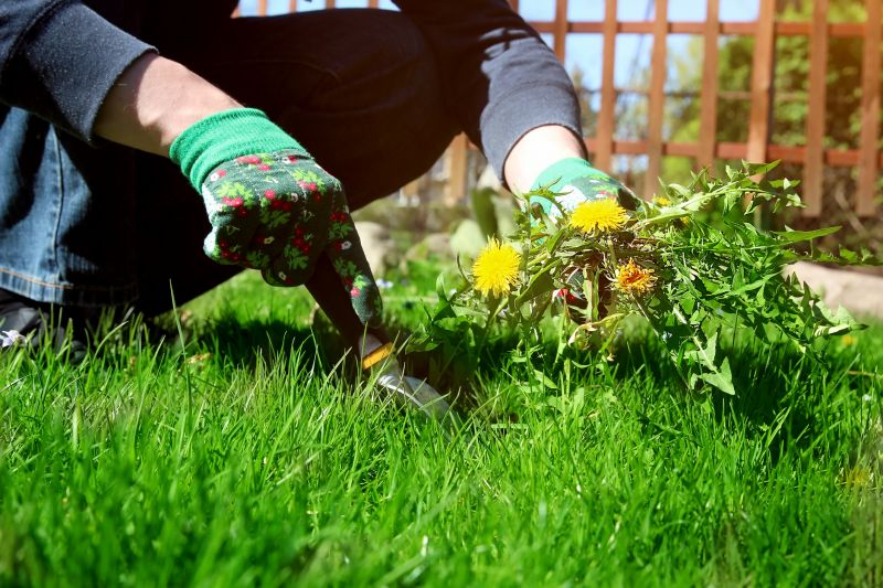 Daffodil Planting
