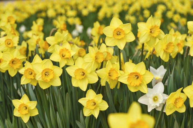 Daffodil Planting