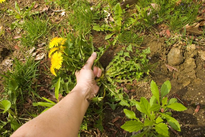 Daffodil Planting