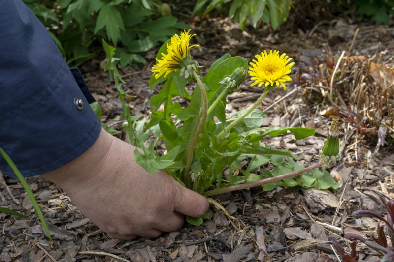 Daffodil Planting