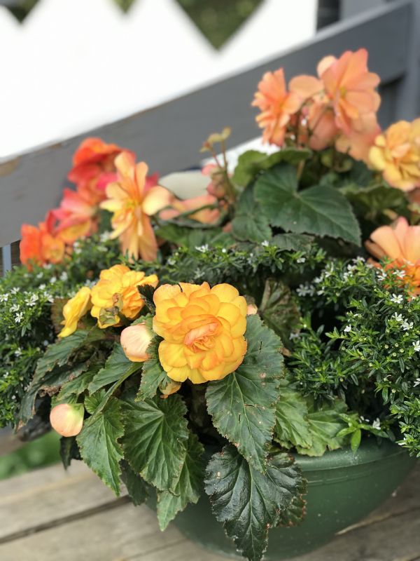 Early Blooming Daffodils