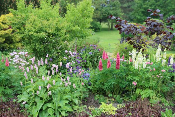 Perennial Gardening